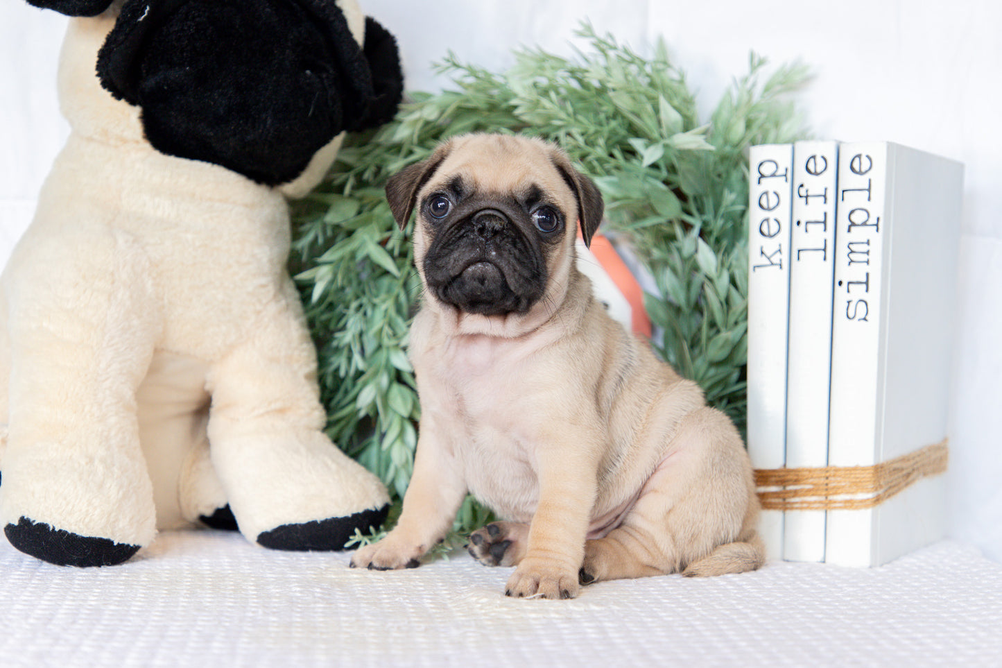 Pug Male (Ken)