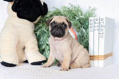 Pug Male (Ken)