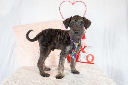 Calvin-Schnoodle Male