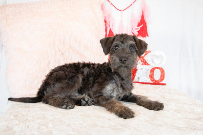 Calvin-Schnoodle Male