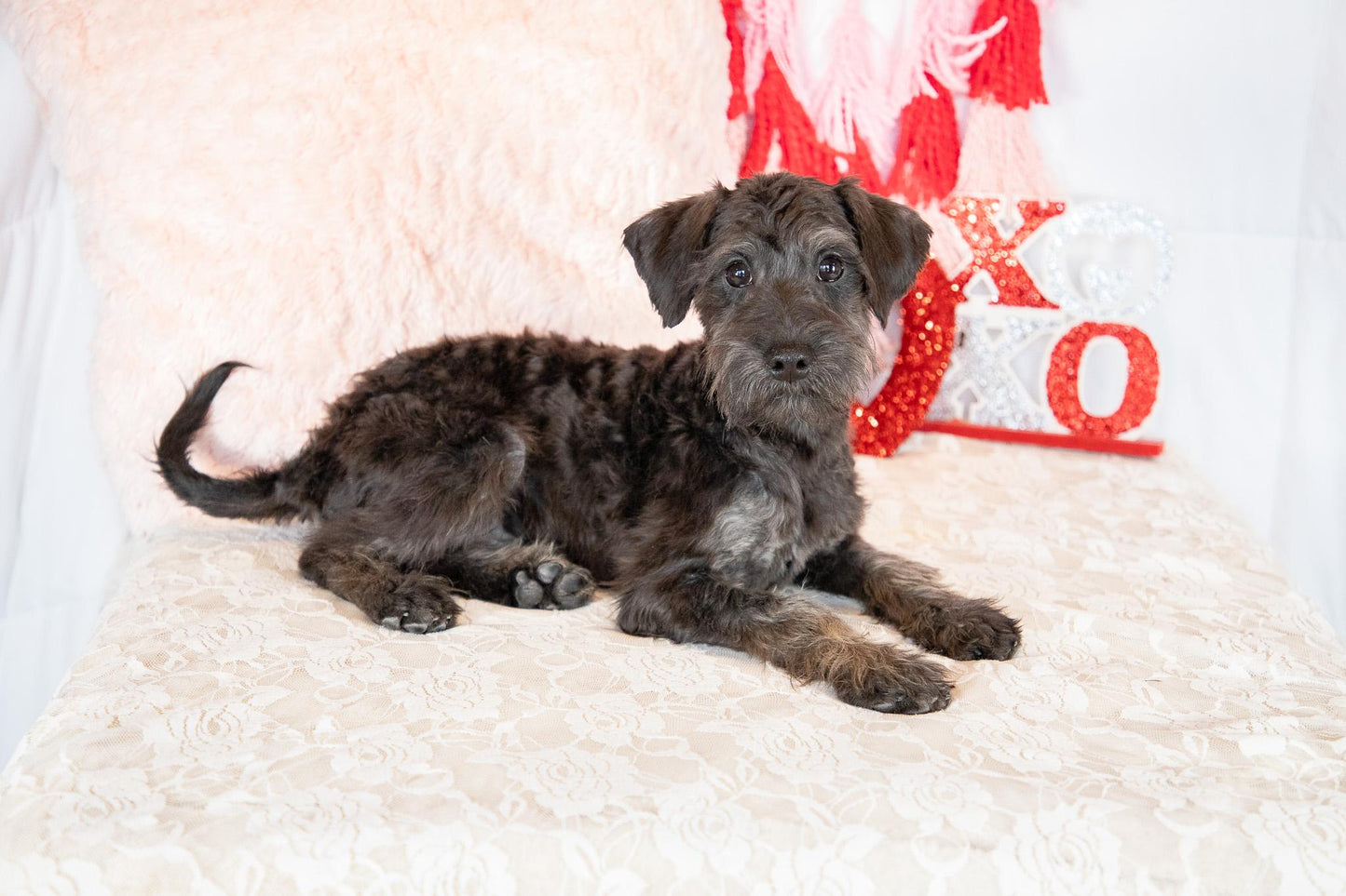 Calvin-Schnoodle Male