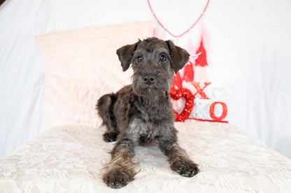 Calvin-Schnoodle Male