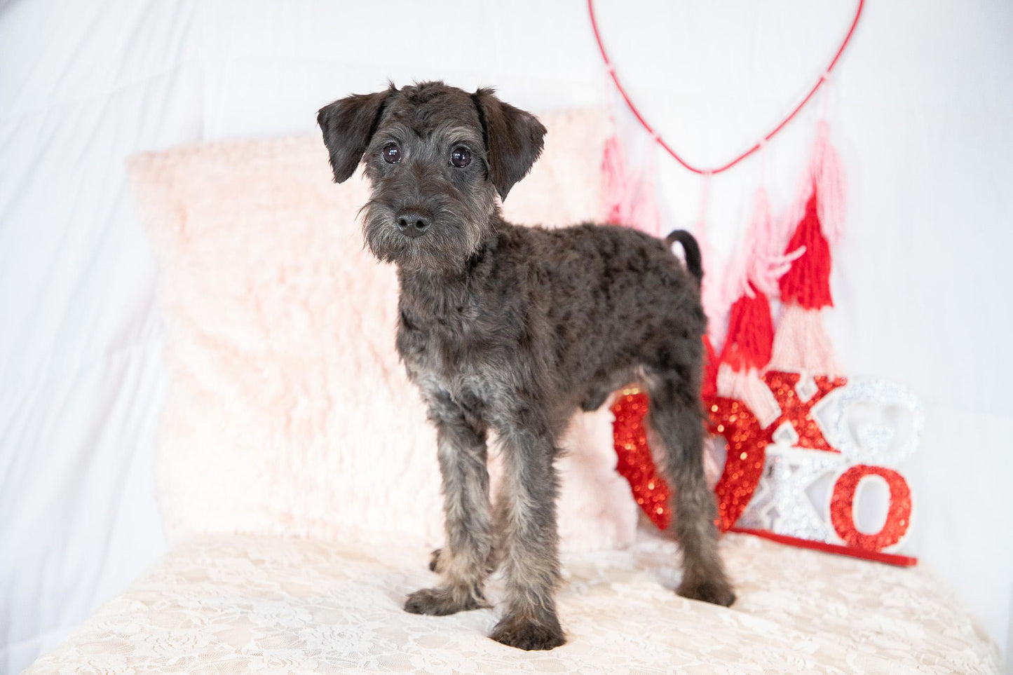 Calvin-Schnoodle Male