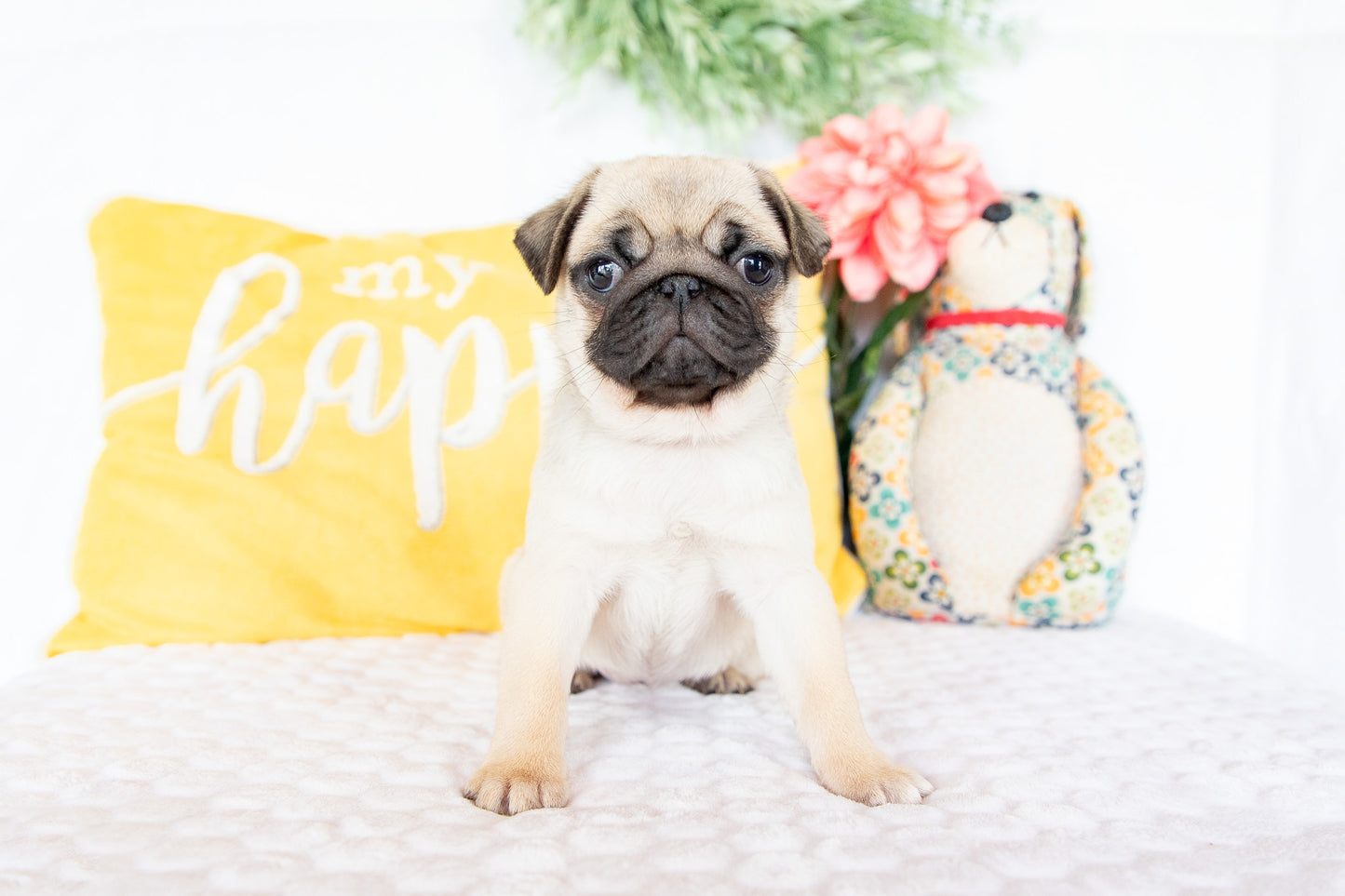 Violet-Pug Female