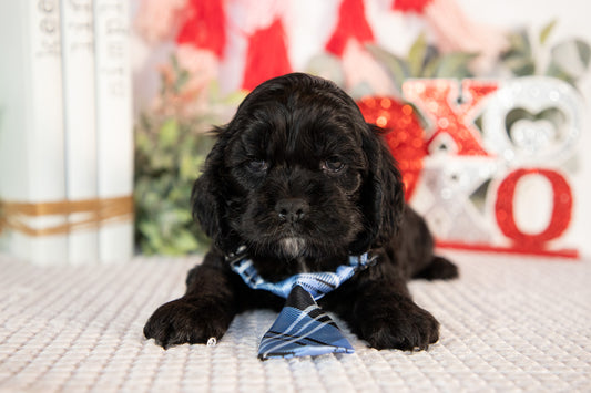 Cocker Spaniel Male (Bailey)
