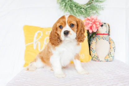 Mike-Cavalier King Charles Male