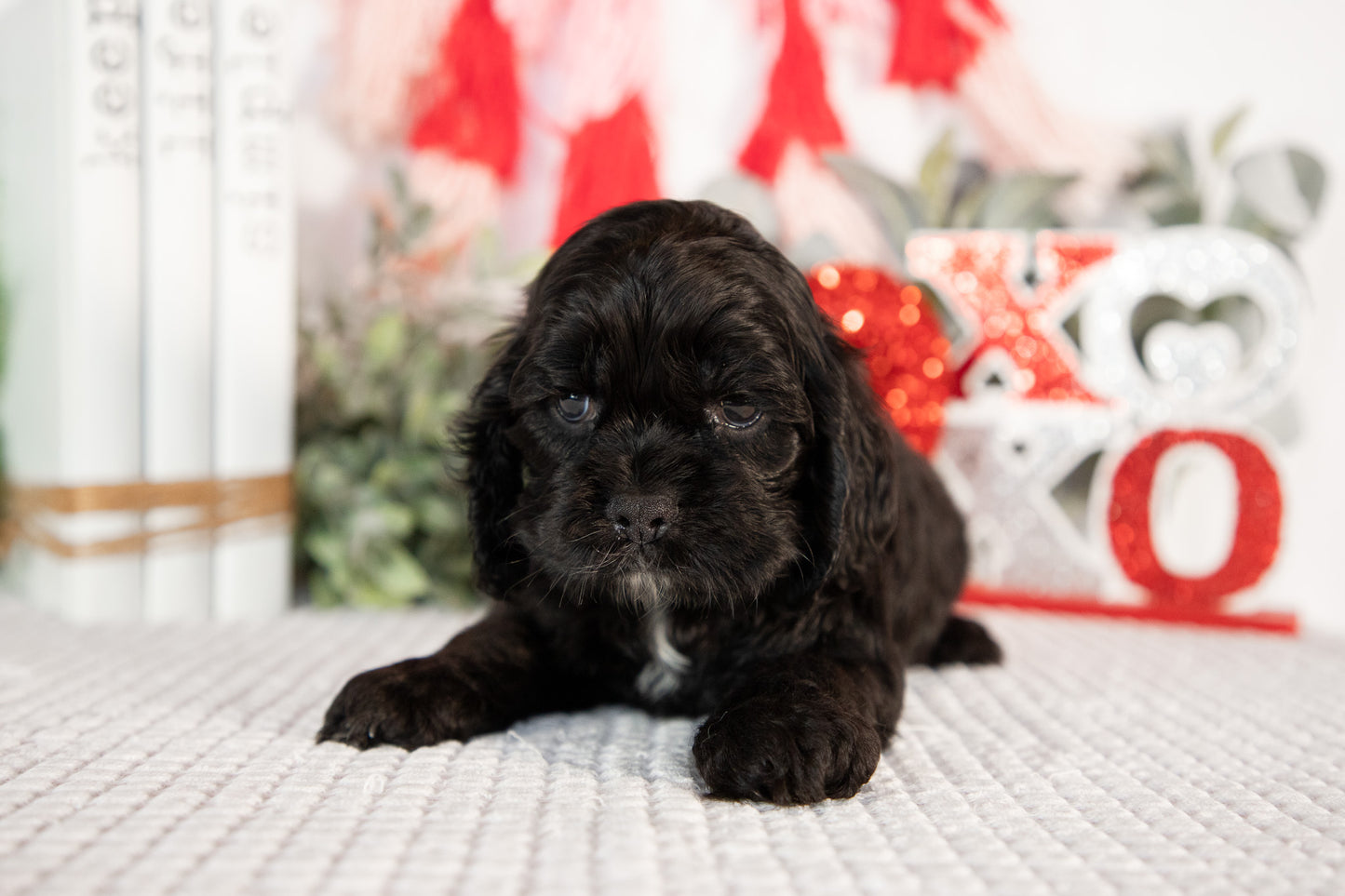 Cocker Spaniel Male (Bailey)