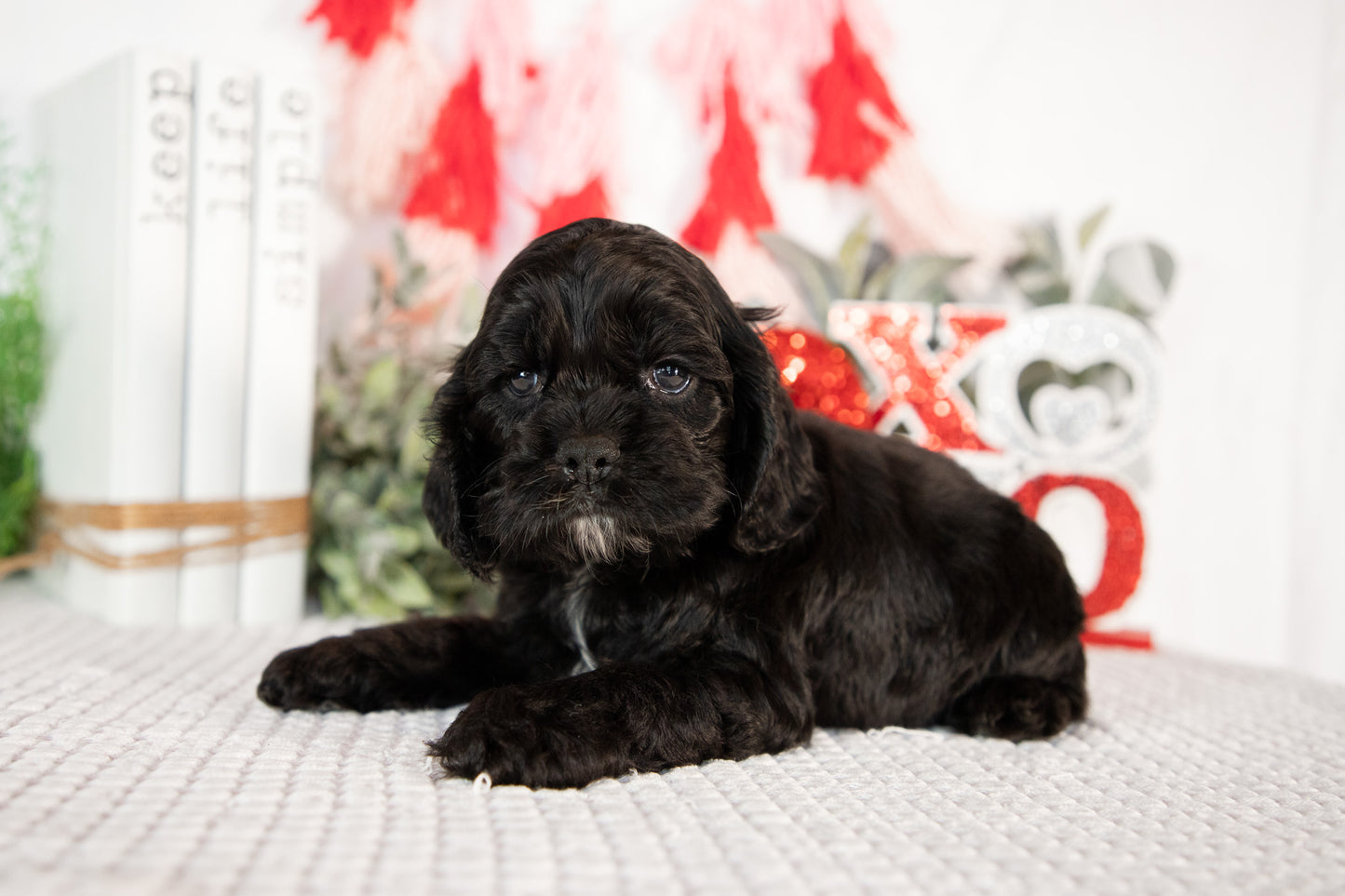 Cocker Spaniel Male (Bailey)