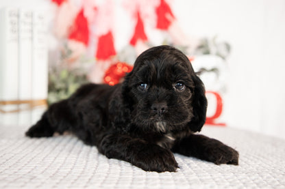 Cocker Spaniel Male (Bailey)