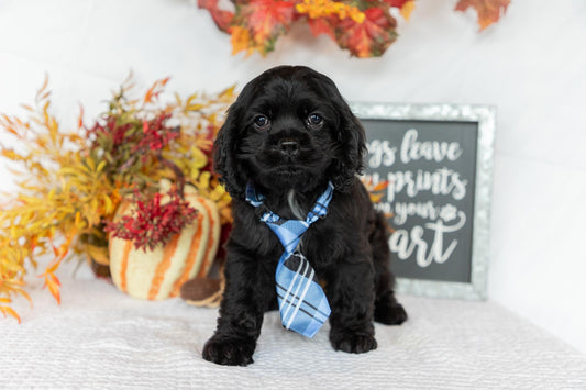 Cocker Spaniel Male (Asher)