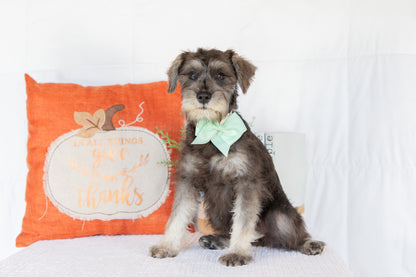 Miniature Schnauzer Female (Kingsley)