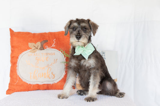 Miniature Schnauzer Female (Kingsley)