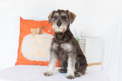 Miniature Schnauzer Female (Kingsley)