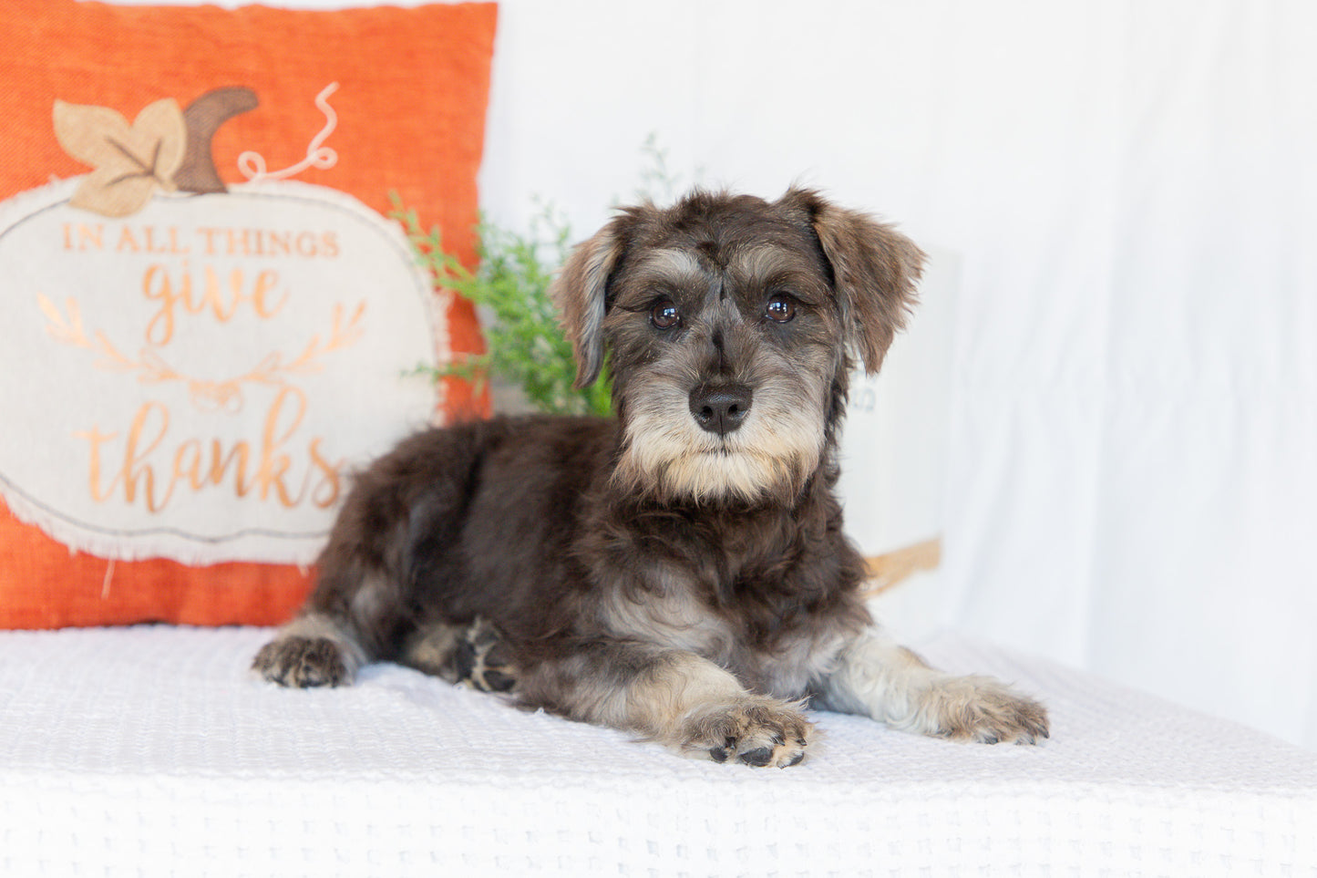 Miniature Schnauzer Female (Kingsley)