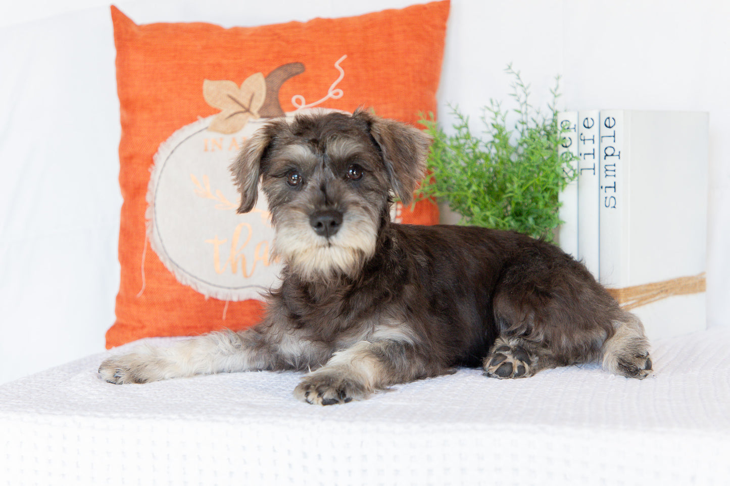 Miniature Schnauzer Female (Kingsley)