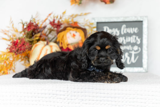 Cocker Spaniel Female (Annie)