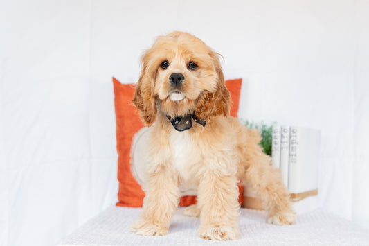 Cocker Spaniel Female (Hadley)
