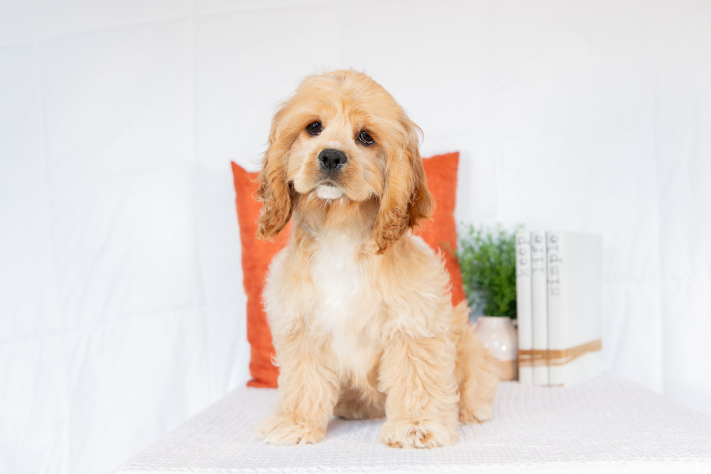 Cocker Spaniel Female (Hadley)