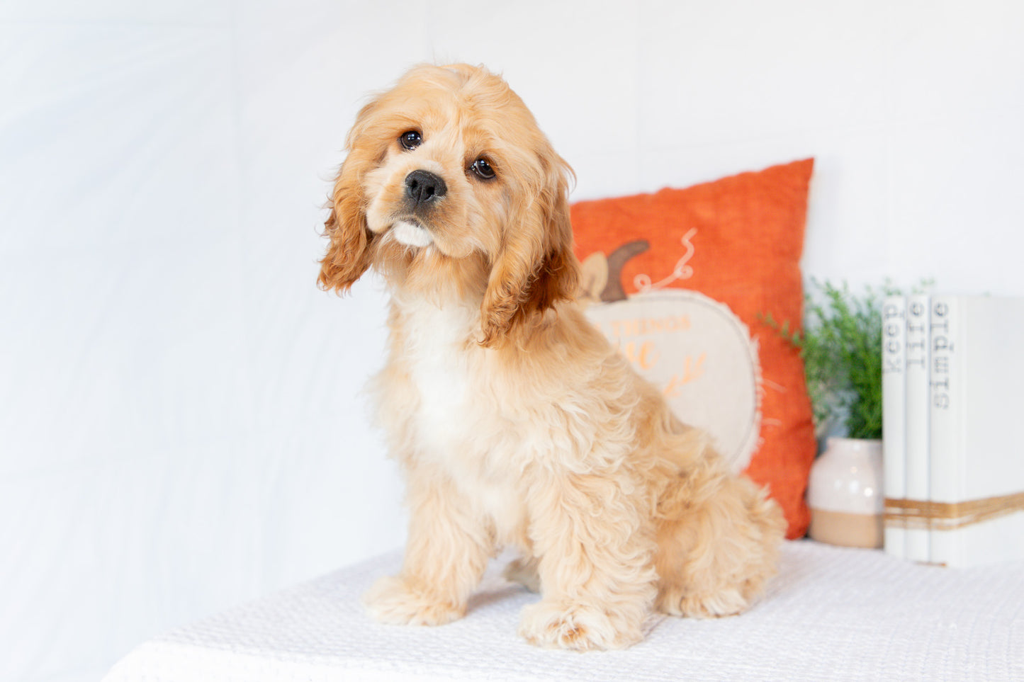 Cocker Spaniel Female (Hadley)