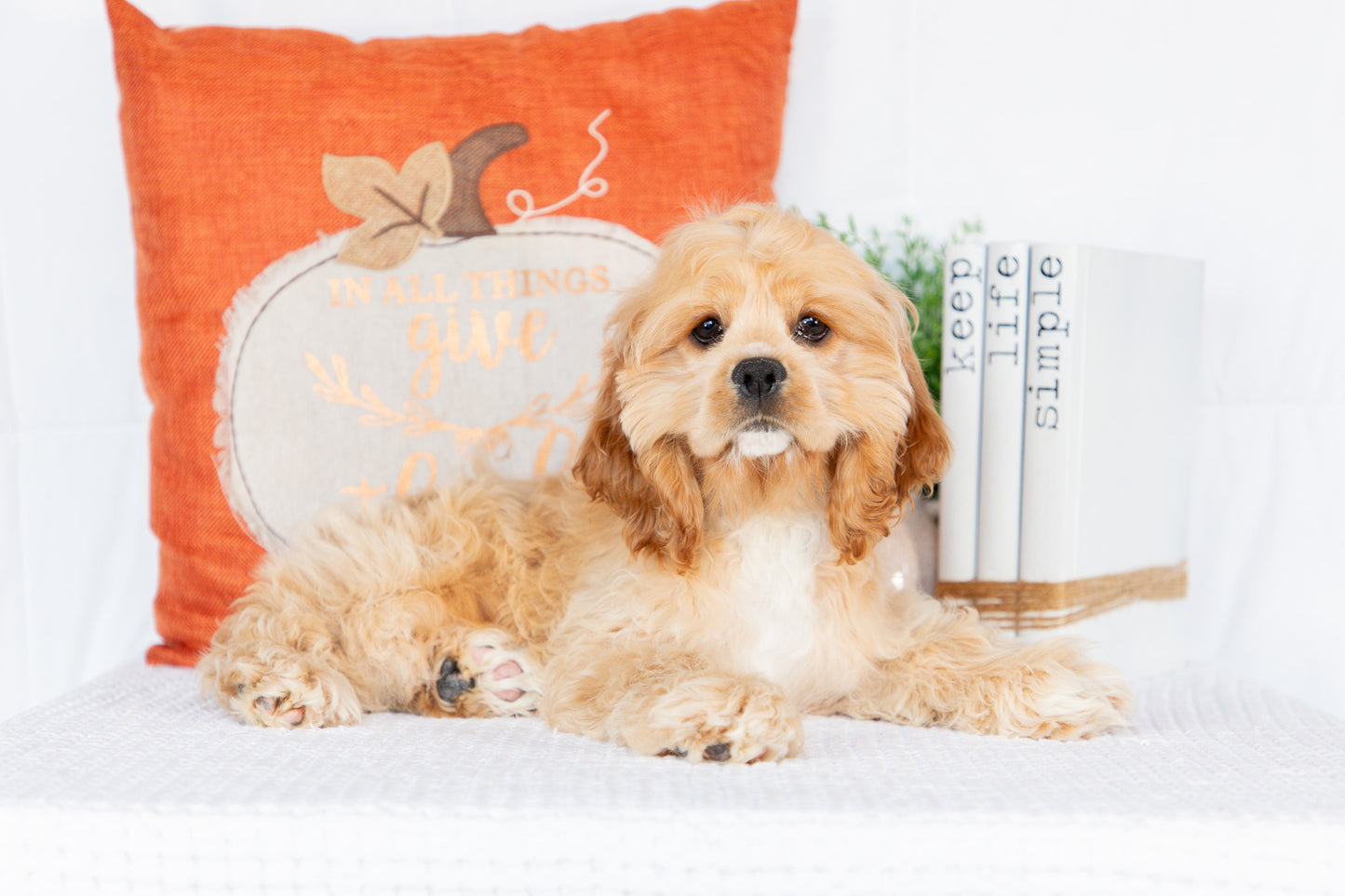 Cocker Spaniel Female (Hadley)