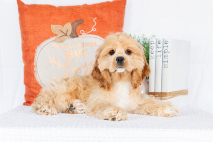 Cocker Spaniel Female (Hadley)