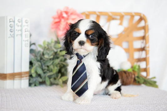 Cavalier King Charles Spaniel Male (Arlo)