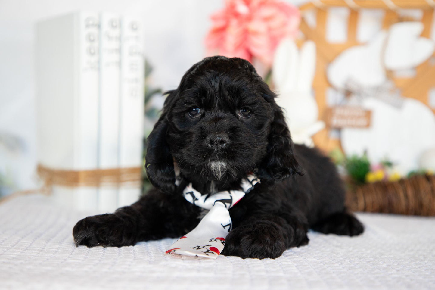 Cocker Spaniel Male (Bailey)