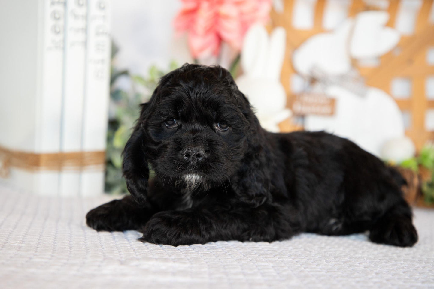 Cocker Spaniel Male (Bailey)