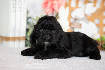 Cocker Spaniel Male (Bailey)