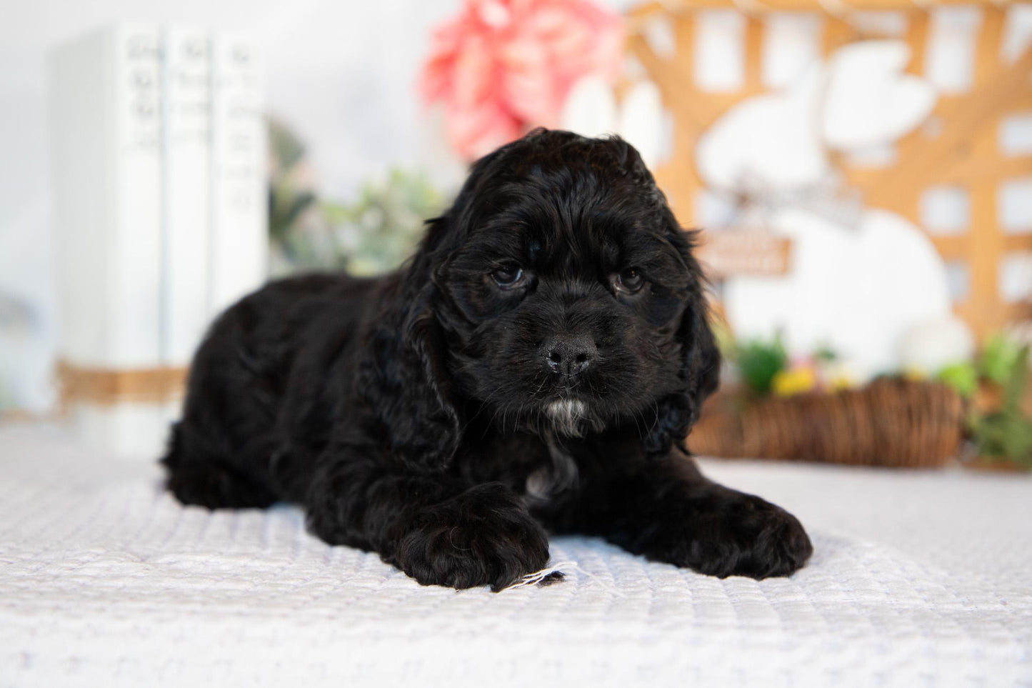 Cocker Spaniel Male (Bailey)