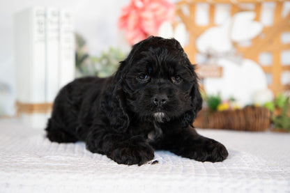 Cocker Spaniel Male (Bailey)