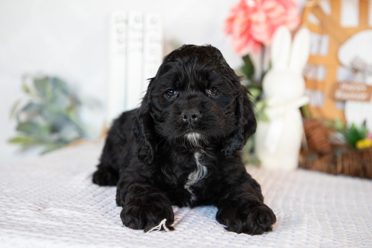Cocker Spaniel Male (Bailey)