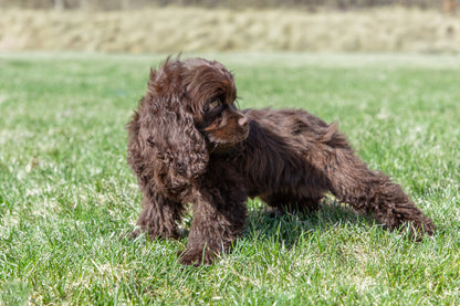 Gaga-Cocker Spaniel Female