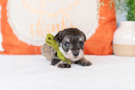 Miniature Schnauzer Female (Willa)