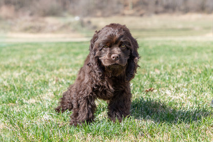 Gaga-Cocker Spaniel Female