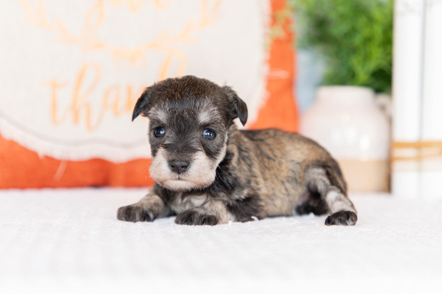 Miniature Schnauzer Female (Willa)