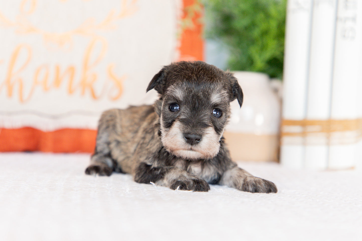 Miniature Schnauzer Female (Willa)