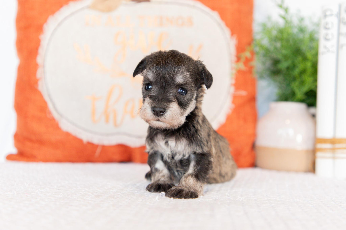 Miniature Schnauzer Female (Willa)