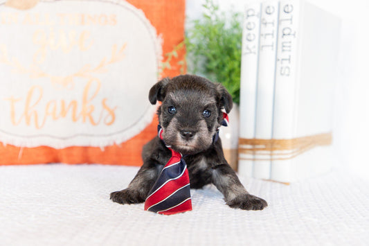 Miniature Schnauzer Male (Wesley)