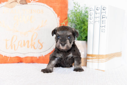 Miniature Schnauzer Male (Wesley)