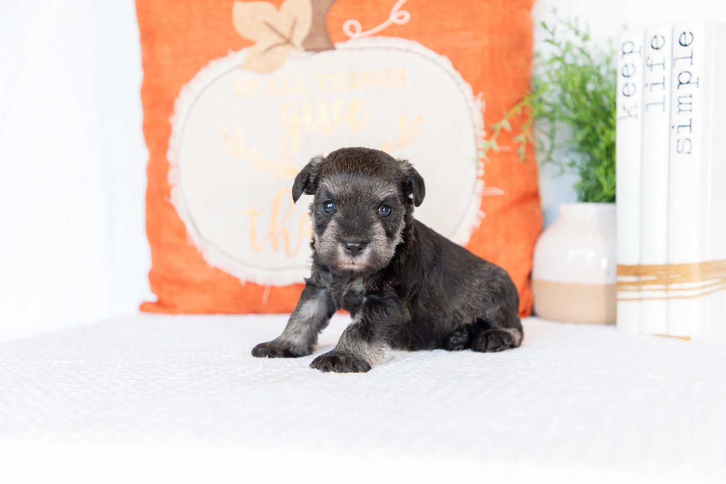 Miniature Schnauzer Male (Wesley)