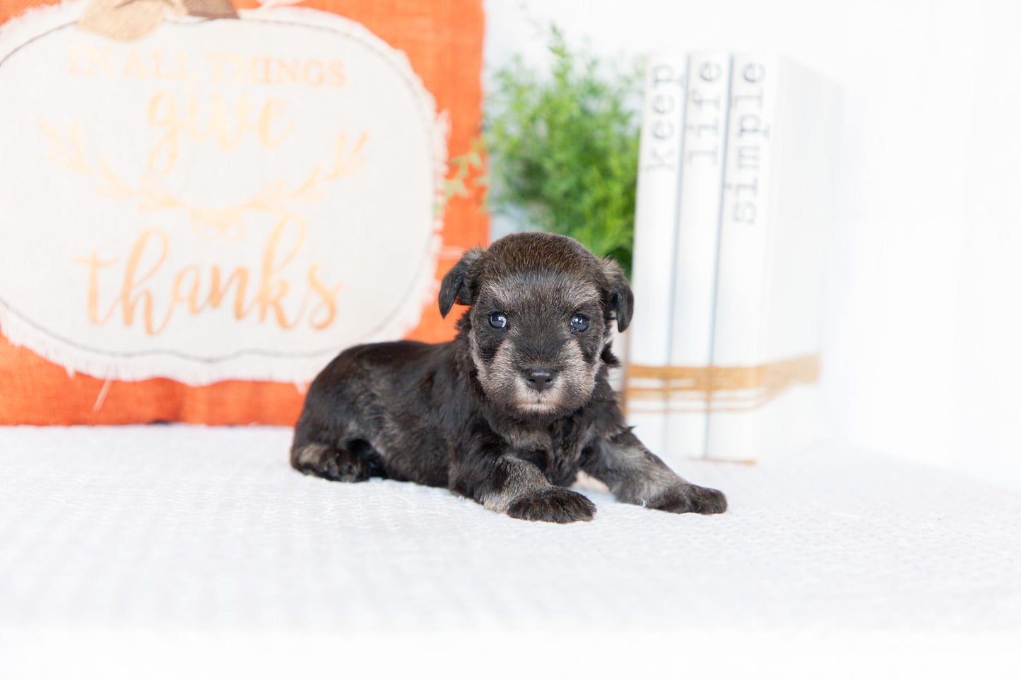 Miniature Schnauzer Male (Wesley)