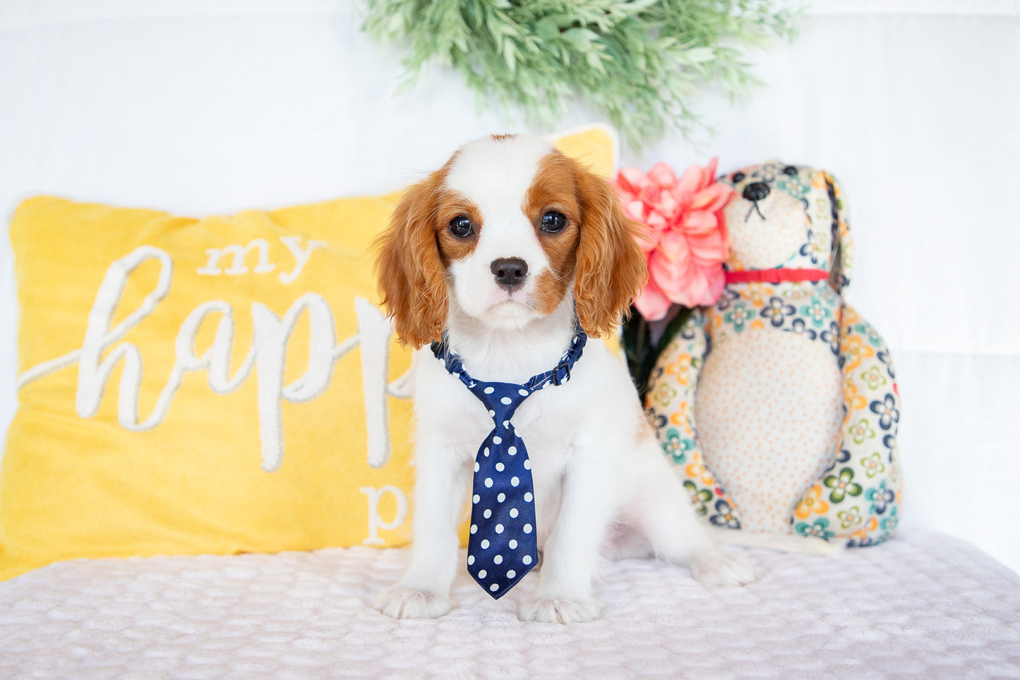 Robin- Cavalier King Charles Male