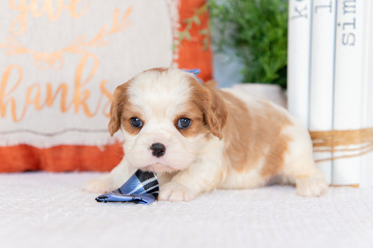 Cavalier King Charles Spaniel Male (Harrison)