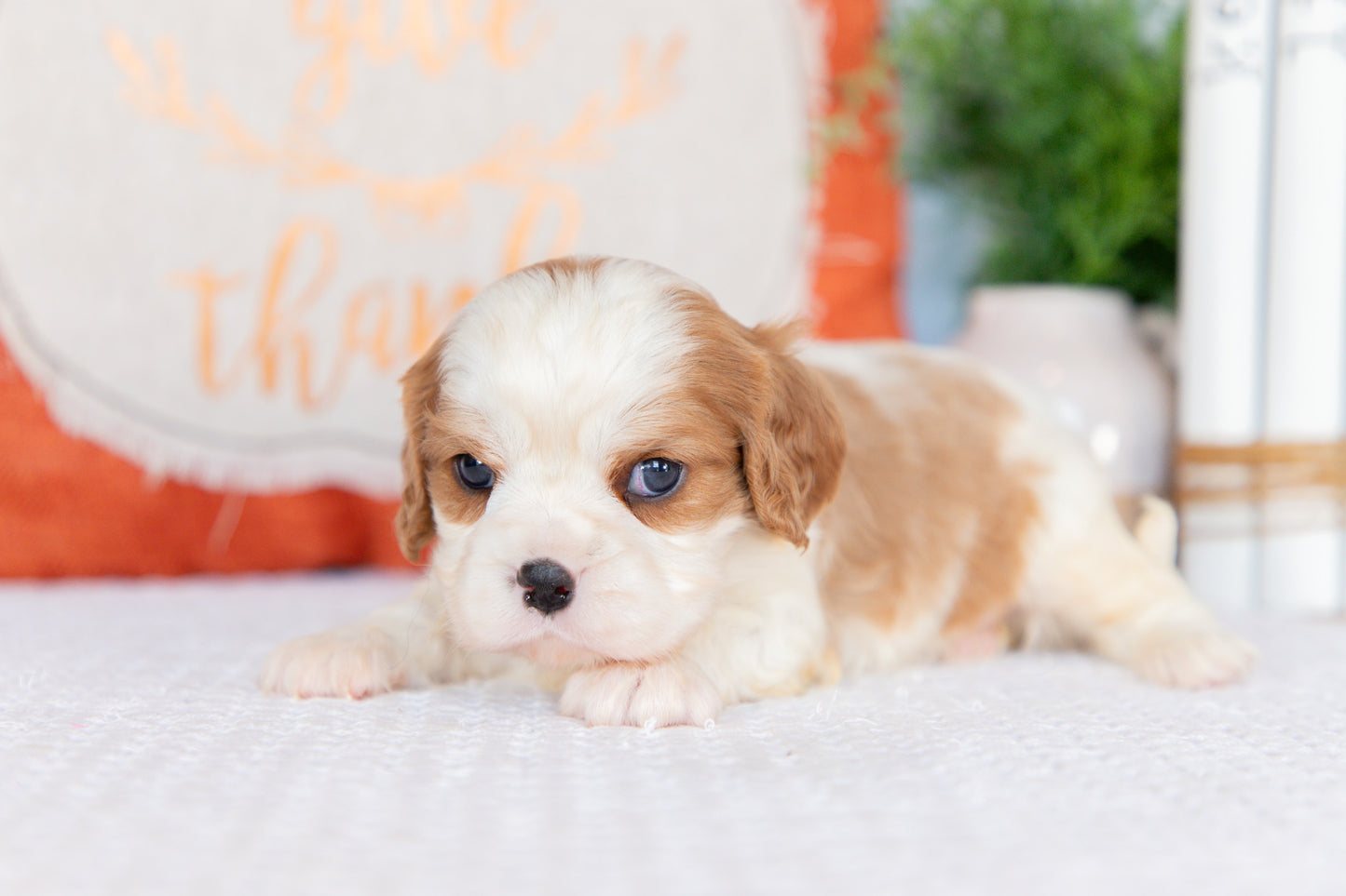 Cavalier King Charles Spaniel Male (Harrison)
