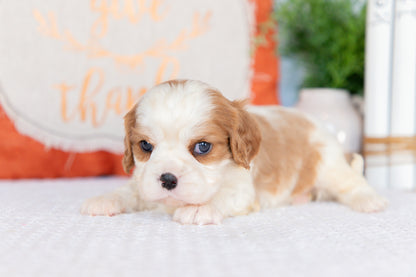 Cavalier King Charles Spaniel Male (Harrison)