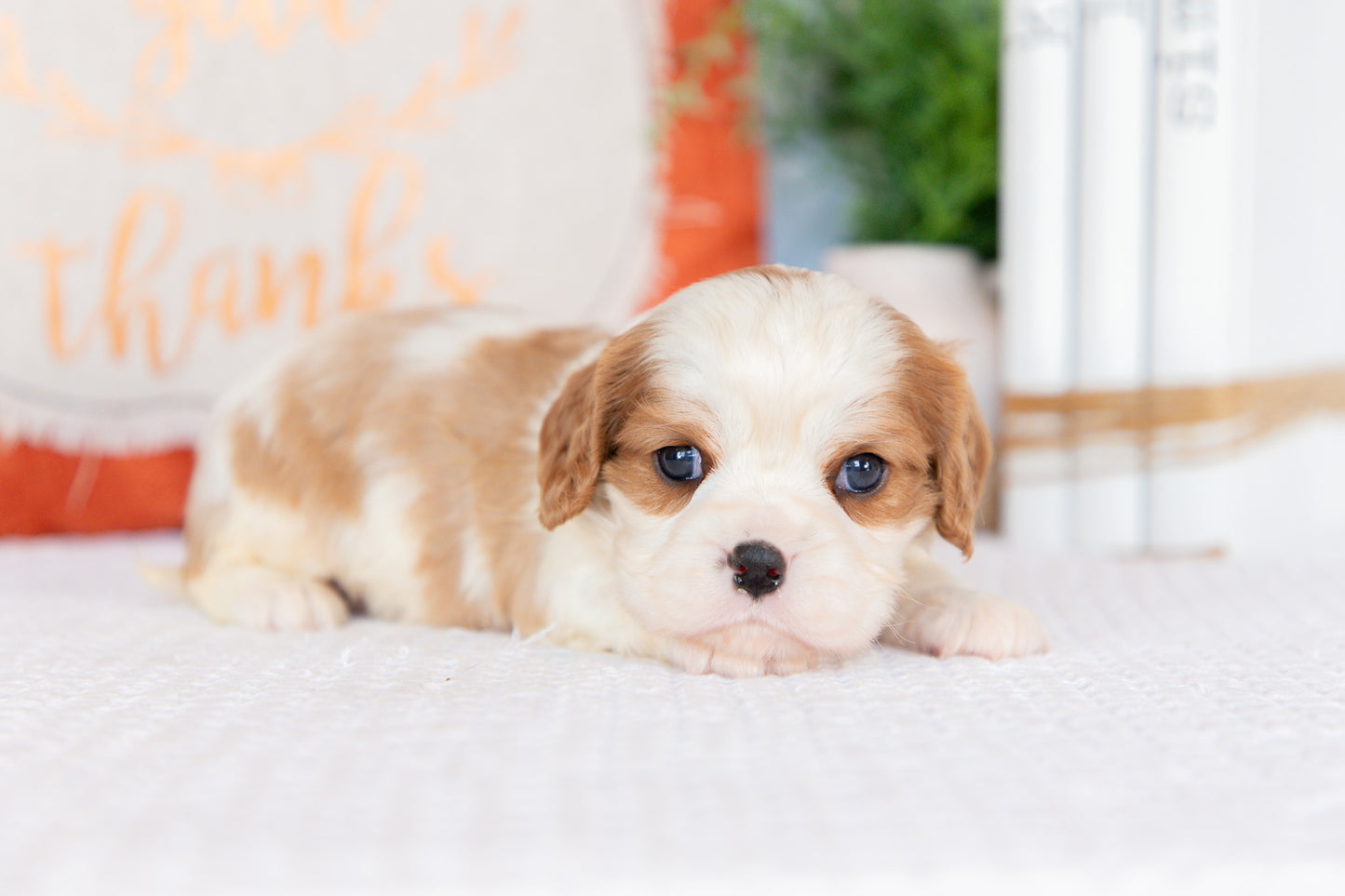 Cavalier King Charles Spaniel Male (Harrison)