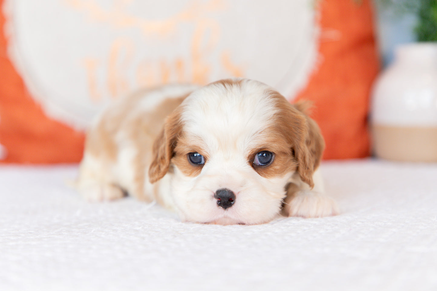 Cavalier King Charles Spaniel Male (Harrison)