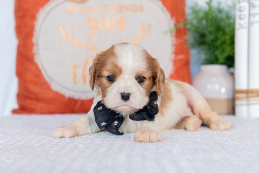 Cavalier King Charles Spaniel Female (Haven)