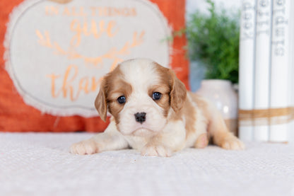 Cavalier King Charles Spaniel Female (Haven)